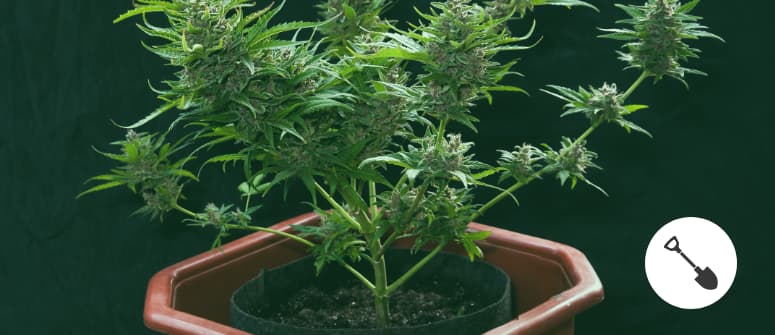 Cómo mejorar una mezcla de tierra para cultivar cannabis