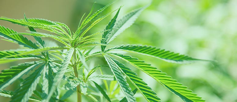Wie lange dauert es, cannabis anzubauen?