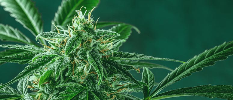 Quanto tempo ci vuole per coltivare una pianta di cannabis?