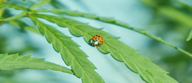 Come usare le coccinelle per allontanare i ragnetti rossi