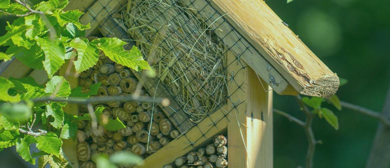 Come individuare la presenza di ragnetti rossi sulle piante di cannabis