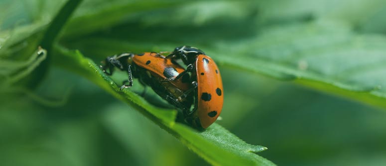 Andere räuberische insekten