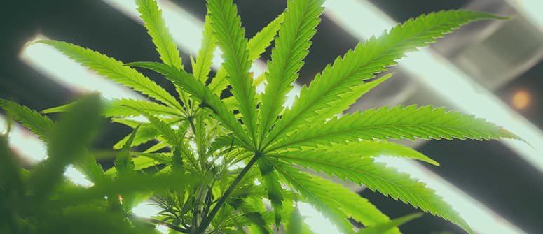 What is the best light cycle for autoflowering cannabis plants? 
