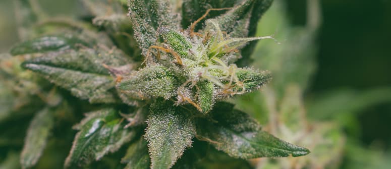 Was ist der beste lichtzyklus für autoflowering cannabispflanzen?