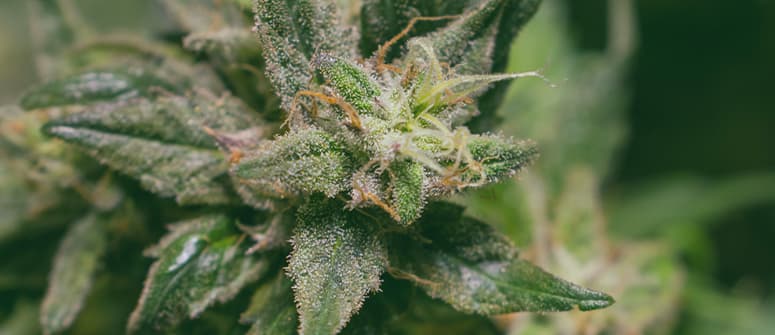 What is the best light cycle for autoflowering cannabis plants? 