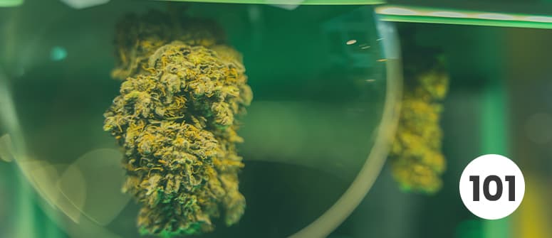 Marijuana terapeutica vs. ricreativa - che differenza c'è?