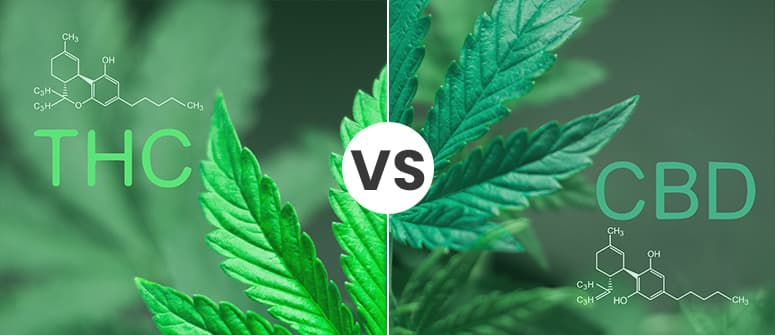 Cos'è la cannabis ricreativa?