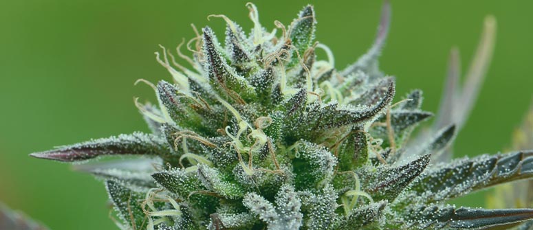 Why should you use mycorrhizal fungi for growing cannabis? 