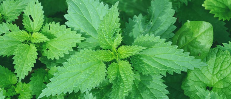 Controlling the growth of stinging nettles