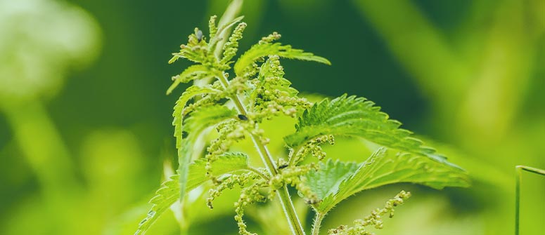 I diversi benefici dell'ortica nelle coltivazioni di cannabis