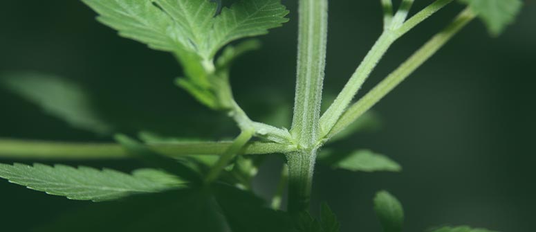 What are nodes and internodes of cannabis plants?