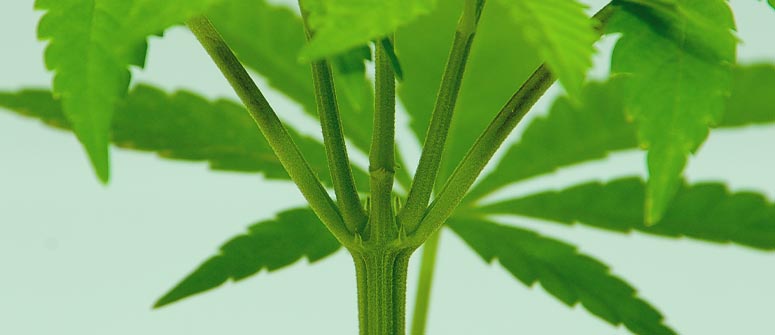 Que sont les nœuds et inter-nœuds des plants de cannabis ?