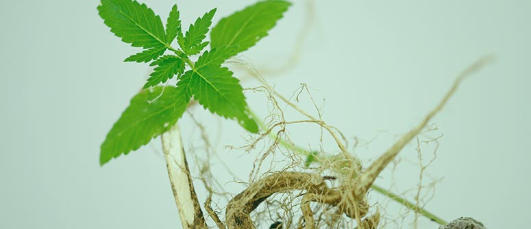 Helps plants remain turgid
