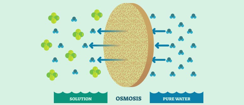 What is osmosis and why is it important for cannabis plants?