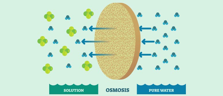 Osmose : quelle importance pour les plants de cannabis ?