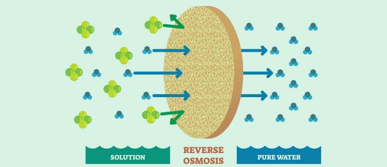 Aide les plants à rester turgescents