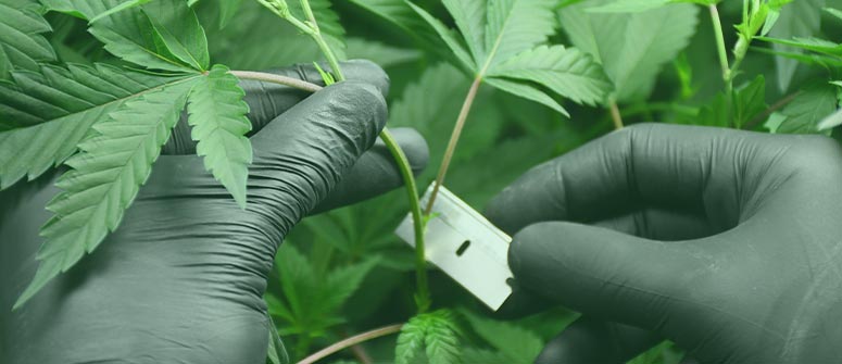 Why cannabis seeds in the same environment grow into different plants