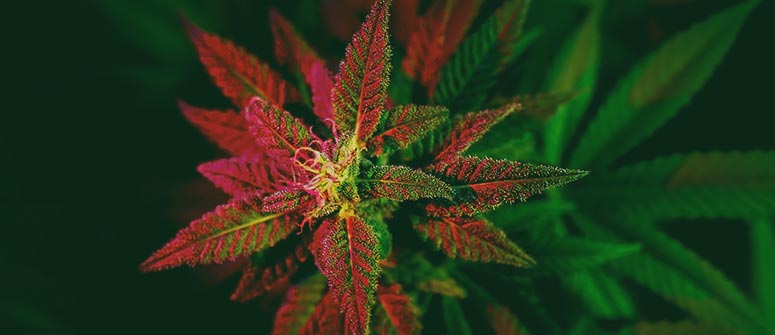 Pourquoi les graines de cannabis dans un seul et même environnement se développent en différents plants