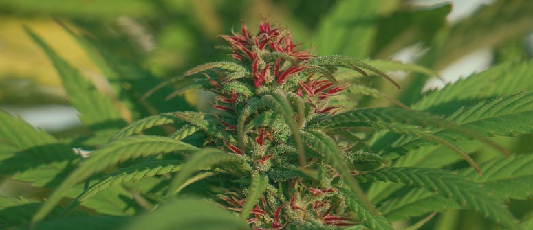 Cannabis basics: phenotypes and genotypes