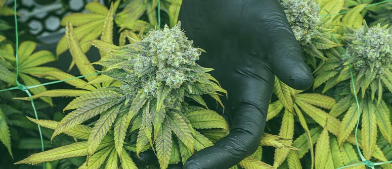 Warum cannabissamen in der selben umgebung zu unterschiedlichen pflanzen heranwachsen