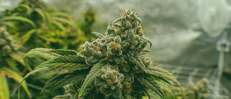 I 6 migliori materiali riflettenti per coltivare cannabis indoor