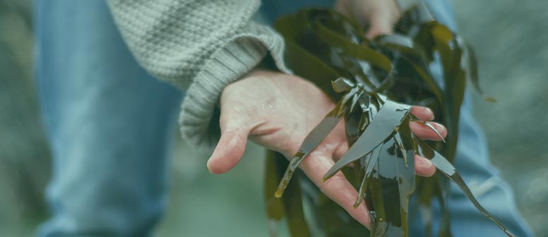 Wie man selbst gesammelten seetang verwendet