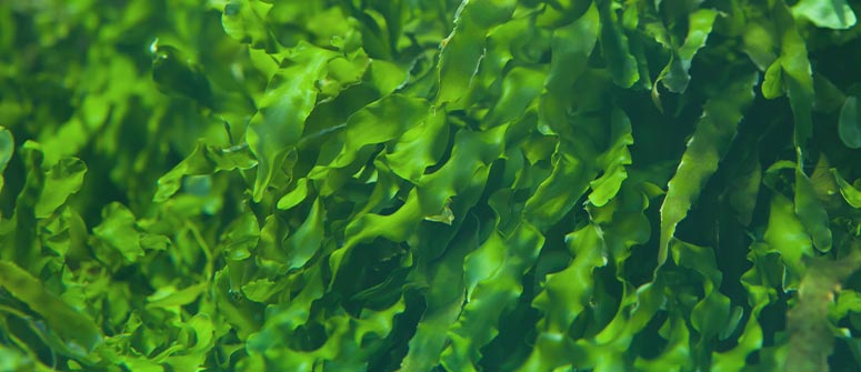 Should you use seaweed to grow cannabis plants?