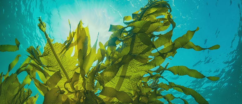 Faut-il utiliser des algues en cultivant des plants de cannabis ?