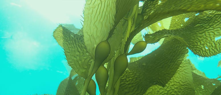 ¿pueden ser tóxicas las algas marinas para las plantas de marihuana?