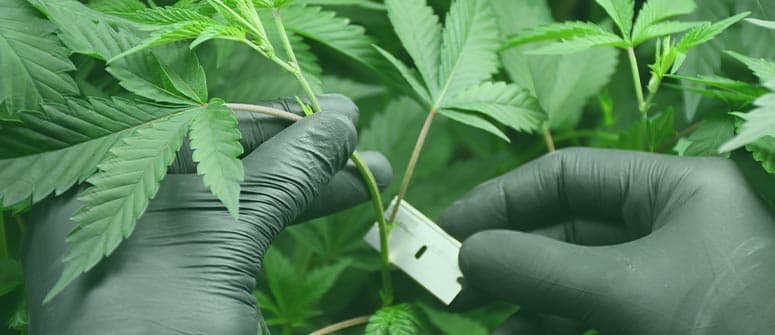 Svantaggi del coltivare cannabis partendo dal seme