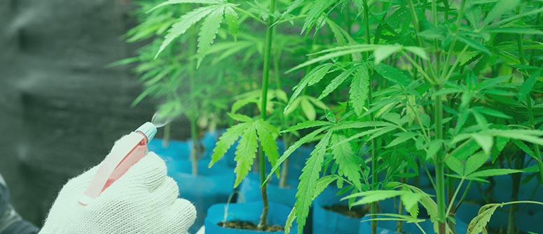 Pro silicate cannabis