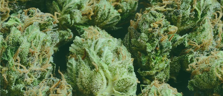 Pro silicate cannabis