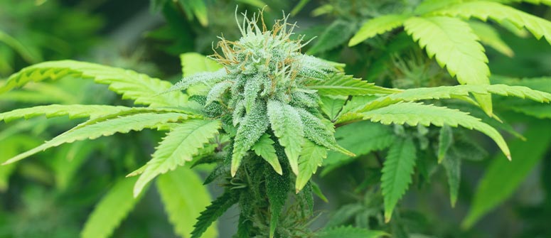 Pro silicate cannabis