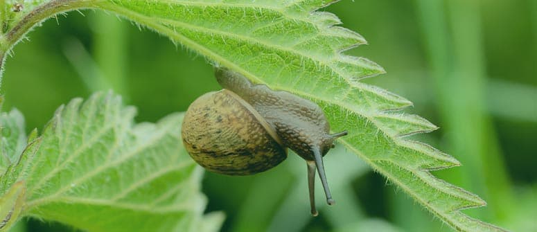 How to stop slugs and snails from damaging cannabis plants
