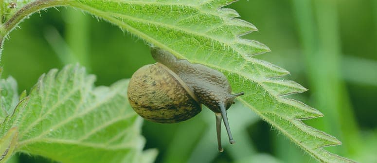 Cómo evitar que caracoles y babosas dañen tus plantas de cannabis