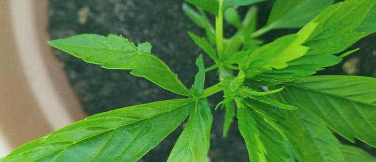 Comment les limaces et escargots peuvent endommager les plants de cannabis ?