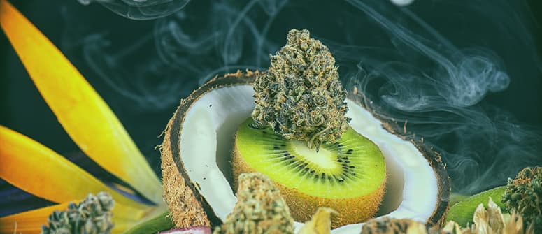 La bonne façon de conserver des comestibles au cannabis