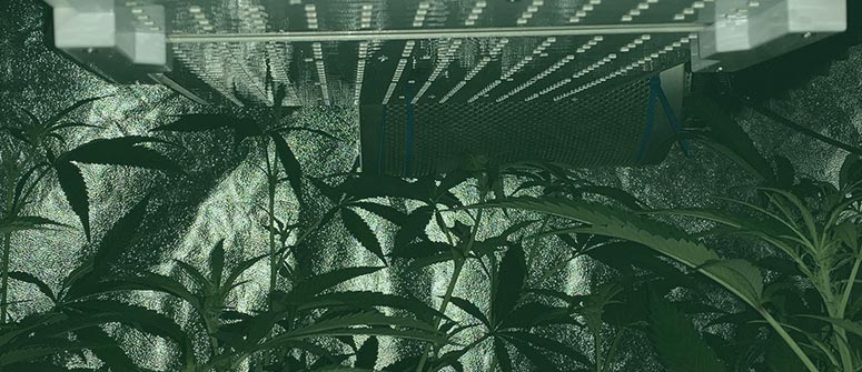 Wie man mit vergeilung bei cannabispflanzen umgeht und sie verhindert