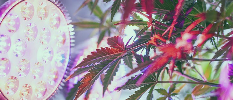 Allungamento delle piante di cannabis: cos'è e come gestirlo