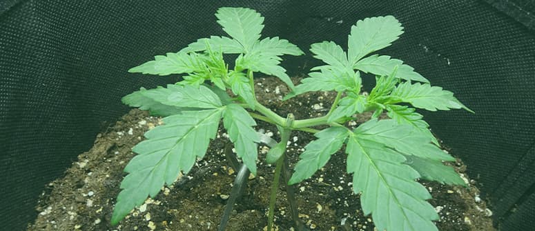 Wie man autoflowering cannabispflanzen toppt und trainiert