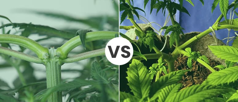 Frosset Helt tør Modig How to top and train autoflowering cannabis plants - CannaConnection