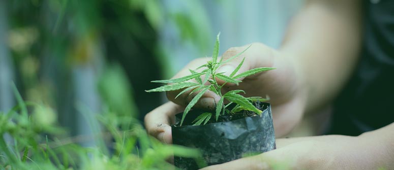 How much space does a cannabis plant need?