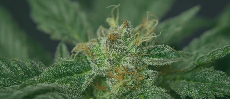 Trasplantar cannabis: paso a paso