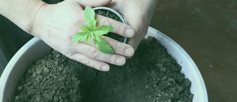 How to transplant cannabis plants 