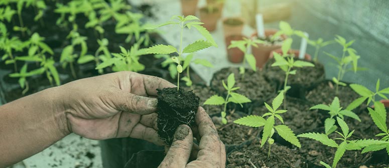 Cómo trasplantar plantas de marihuana