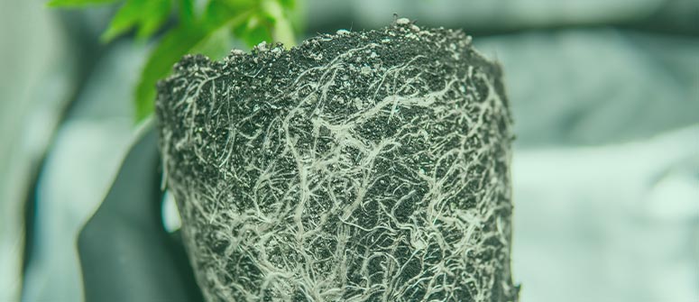 How to transplant cannabis plants 