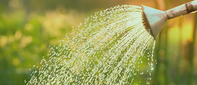 Cómo analizar el agua para cultivar marihuana