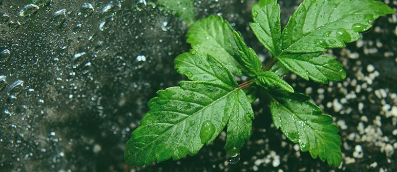 Los efectos del agua de lluvia, agua del grifo y agua subterránea en la marihuana