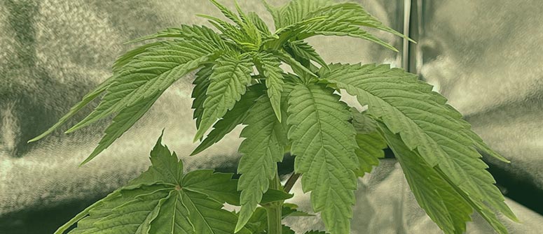 Qu’est-ce qu’une brulure de vent chez le cannabis et comment la prévenir ?
