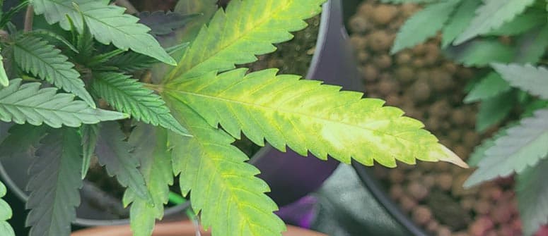 Yellow cannabis leaves: how to diagnose 